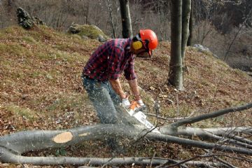 nuova modalità per il conferimento di verde diverso dall'automobile