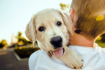 stop contro l'abbandono degli animali 
